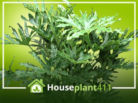 Grow a Thriving Philodendron Selloum: Expert Care .
